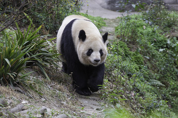 Fototapeta premium Chinese Panda in park