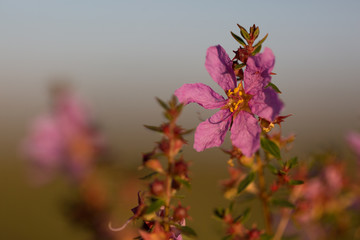 Flowers from Brazilian Cerrado- Diplusodon villosissimus