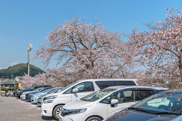 満開の桜の駐車場