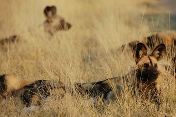 Wild Dogs in Hwange National Park in Zimbabwe