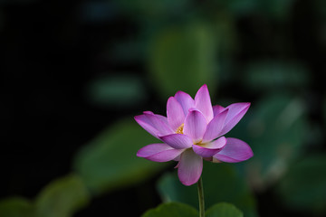 lotus in Taipa Houses-Museum
