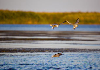 Birds on fishing in the Volga delta. Astrakhan Region. Russia.