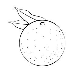 orange fruit icon over white background vector illustration