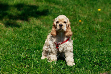 puppy American Cocker Spaniel