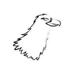 eagle head beak predator feather image vector illustration
