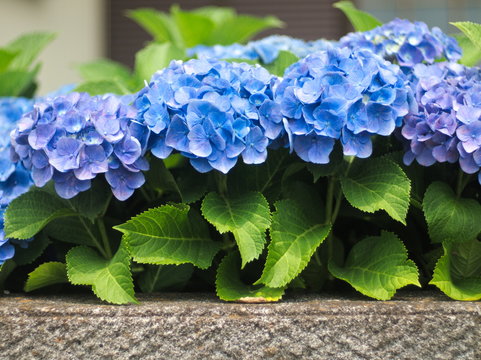 Hydrangea