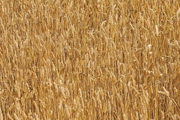Wheat field detail