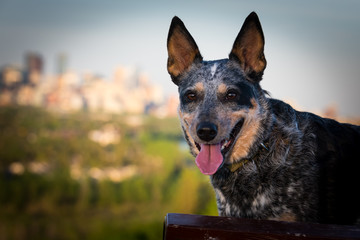 Blue Heeler Dog