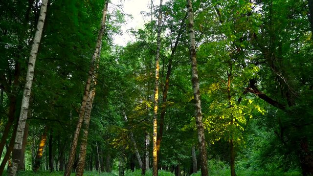 Everning in the wood. Sun's rays pass through the trees