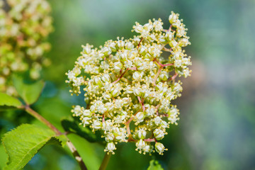 Brush poisonous flowering shrub Dáphne mezéreum on the background blur