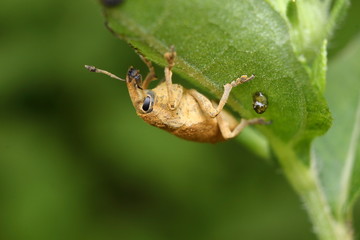 Green weevil, Gold-dust weevil