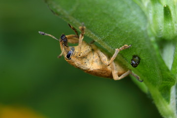 Green weevil, Gold-dust weevil