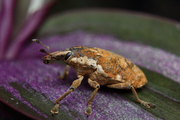 Green weevil, Gold-dust weevil