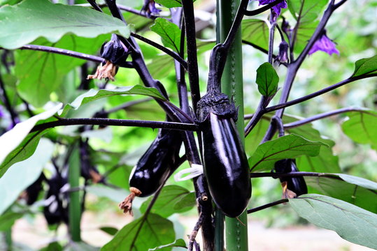 Detail of eggplant growing in the garden