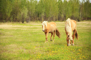 Obraz na płótnie Canvas Horses graze in a meadow.