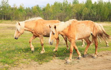 Obraz premium Horses graze in a meadow.