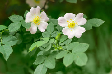 Obraz na płótnie Canvas Branch of the dog-rose with two flowers close up