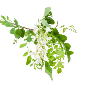 Branch of the black locust with flower cluster
