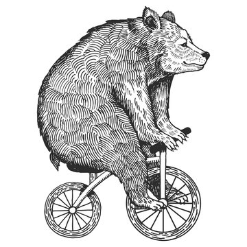 Bear on bicycle engraving style vector