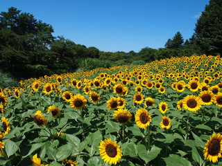 Obraz premium ヒマワリ畑