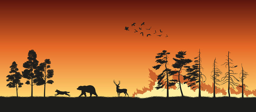 Black silhouettes of animals on wildfire background. Bear, wolf and deer escape from a forest fire