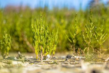 Edible Common glassworth © creativenature.nl