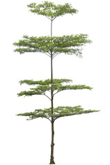 Terminalia ivorensis tree isolated on white bakcground, clipping path