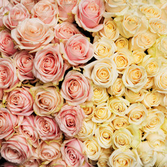 Naklejka na ściany i meble Bouquet of fresh, vintage roses. Natural flowers background.
