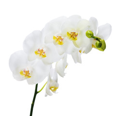 Delicate orchid branch blossoming with large white flowers isolated on white background. Blooming twig of Phalaenopsis orchid flower. Shallow depth of field.