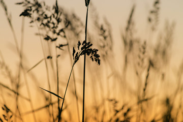ススキのシルエット
