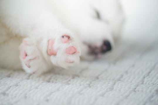 Close up of puppy paw