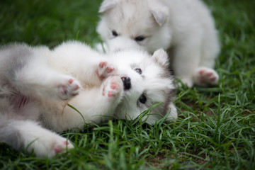 Fototapeta na wymiar siberian husky puppies playing on green grass