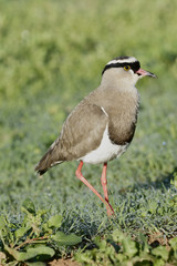 Crowned Lapwing, Addo Elephant National Park © Eric Middelkoop