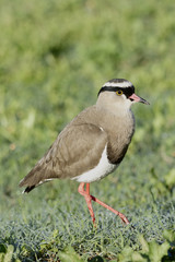 Crowned Lapwing, Addo Elephant National Park