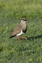 Crowned Lapwing, Addo Elephant National Park