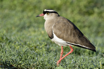 Crowned Lapwing, Addo Elephant National Park