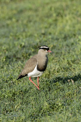 Crowned Lapwing, Addo Elephant National Park