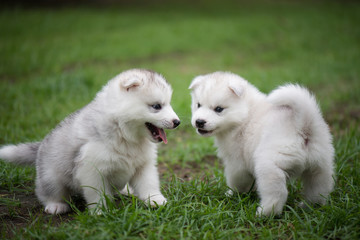 siberian husky puppies playing on green grass