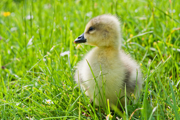 Little gosling in green grass
