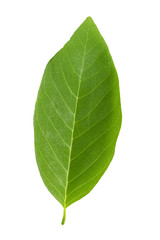 Obraz premium green leaf isolated on white background
