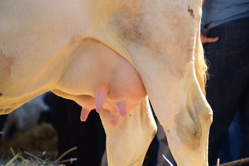 Closeup white cow udder - obrazy, fototapety, plakaty