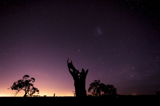 Dead Tree at Night Landscape