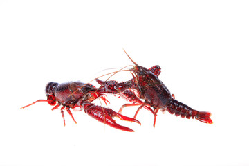 Crawfish, white background, close-up