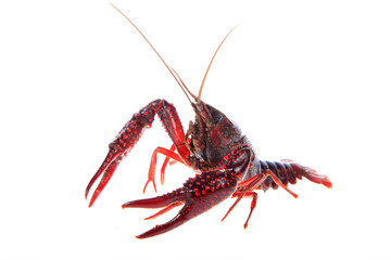 Crawfish, white background, close-up