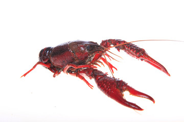Crawfish, white background, close-up