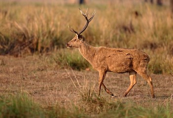 Barasingha deer in the nature habitat in India. Beautiful and big deers in the dark forest. Indian wildlife and very rare animals. Barasinga deers.