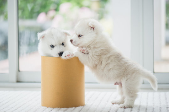 siberian husky puppy  playing in a cylinder box
