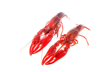 Crawfish, white background, close-up