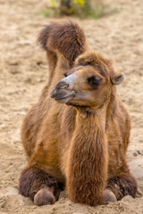 Resting wild camel in desert sand