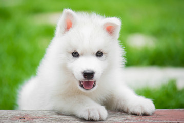 siberian husky puppy playing in the park © lalalululala